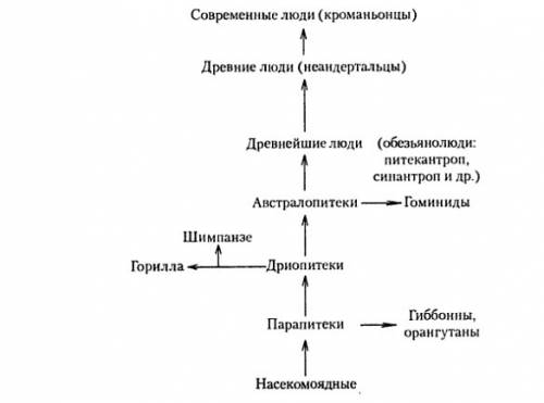 1. этапы формирования человека в древности.