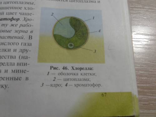Нужна фотография из учебника биологии: строение растительной клетки. не с интернета, а с учебника!