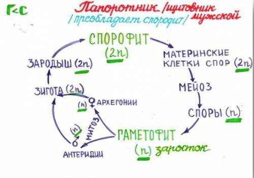 Строение спорофита и гаметофита у: а)мхов б)папоротников в)голосеменных г)покрытосеменных