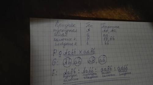 Решите ! у дурмана пурпурная окраска цветков (а) доминирует над белой (а), колючие семенные коробочк