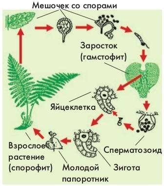 Место положение женских и мужских клеток в папороти?