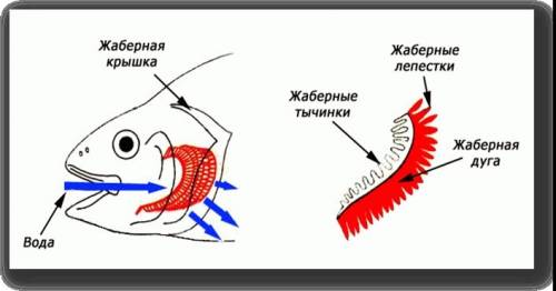 Урыб что относется к дыхательной системе