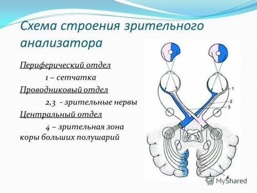 Составить схему зрительного анализатора,и показать последовательность звеньев