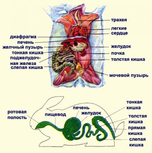 Пищеварительная система млекопитающих ! !