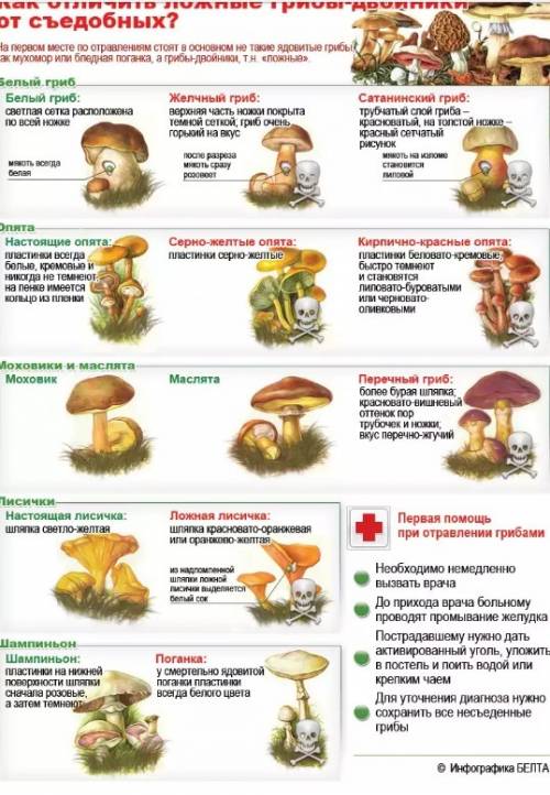 Ядовитые грибы и как из опредилить?