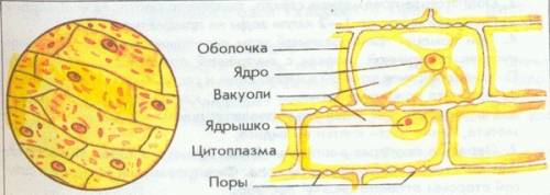 Приготовления и рассмотрите под микроскопом микроприпорат кожицу чешуи лука или листа элодеи зарисуй