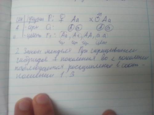 При скрещивание кошек получилась 1 трёхцветная и 3 чёрных кошек. определите генотип и фенотип родите