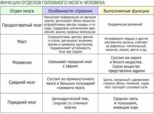 Назови отдел головного мозга и их функции! сделаю: главным ответом, , пять