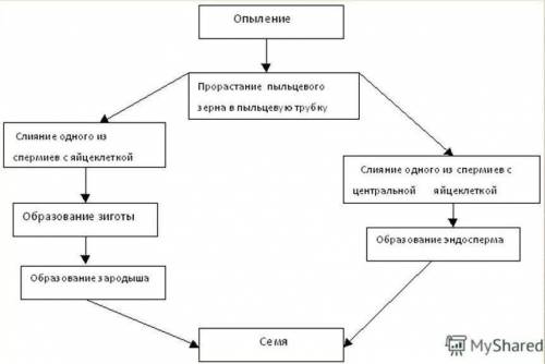 Этапы оплодотворение у цветковых растений.