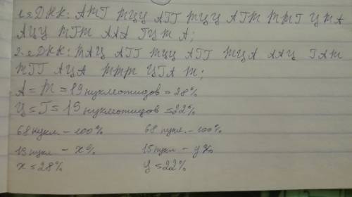 Одна цепь днк имеет следующий нуклеотидный состав: 1-я цепь: а т г т ц ц а г г т ц ц а г т т т г ц т