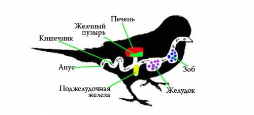 Винтернете найдите фотографию какого-либо насекомого или птицы. рассмотрите изображение. какие части