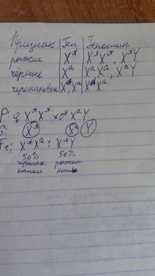 Аллели, которые определяют у кошек чёрный и рыжий цвет шерсти, находятся в x-хромосоме. гетерозиготн