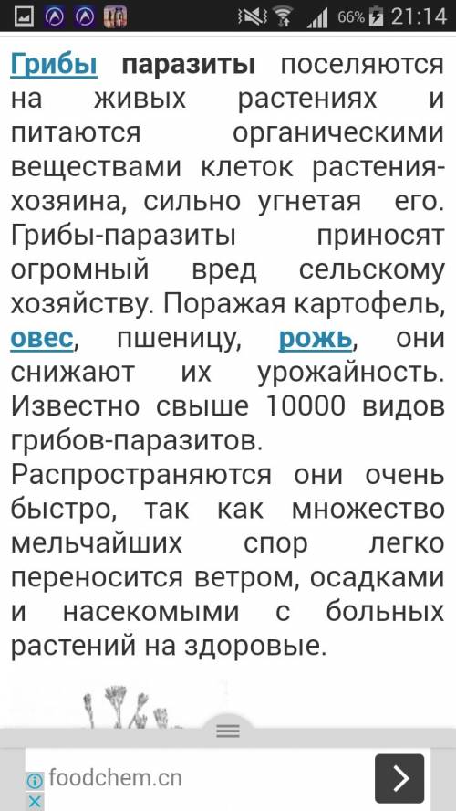 Дайте характеристику грибам паразитам, как они питаются, представители, значение в природе и жизни ч