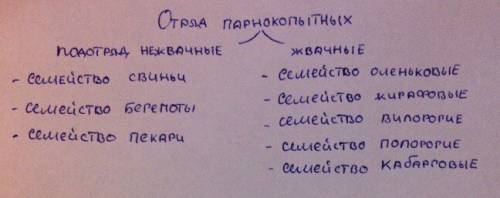 Систематические группы отряда парнокопытны отряд парнокопытных разделяется на 2 подотряда ,а каждый