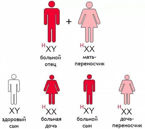 Мужчина гемофилик женился на здоровой женщине, отец которой болел гемофилией, каковы генотипы мужа и