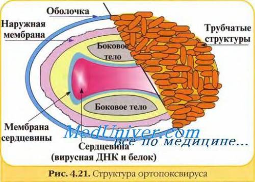 Строение вируса оспы. кратко и доступно