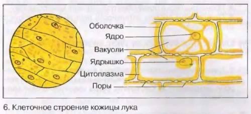 Приготовьте и рассмотрите под микроскопом микропрепарат (кожицы чешуи лука или листа элодеи). зарису