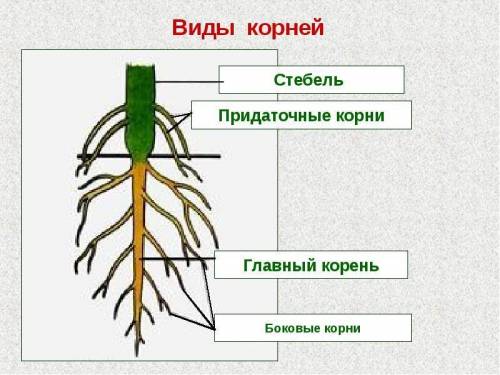 Унас билет там вопрост зоны (участки) корня мы 6 класс