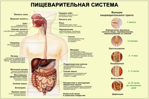 Пищеварительная система человека.функции.строение