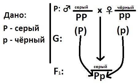 Укур породы плимутрок доминантный ген серой окраски оперения (р) локализован в z-хромосоме. его реце