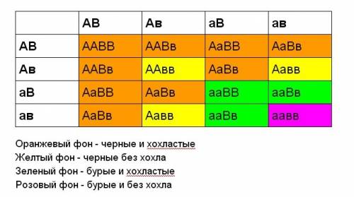 При скрещивании черного петуха без хохла с бурой хохлатой курицей все потомство оказалось черным и х