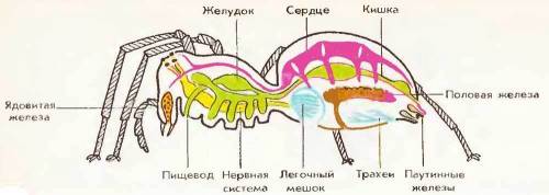 Внутреннее строение паука крестовика