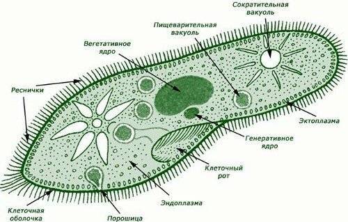 Общая характеристика подцарства одноклеточные. среди готовых миапрепаратов простейших найдите инфузо