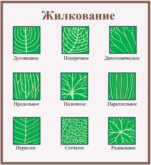 Опишите : жилкование укропа, окраску венчика у укропа опыления, при к опылению и весенние явления в