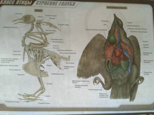 Класс птицы. при к полету. внешнее и внутренне строение. классификация