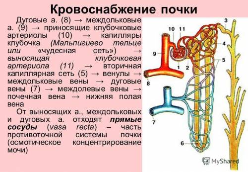 Установить последовательность артериальных сосудов почки, участвующих в образовании мочи. 1. принося