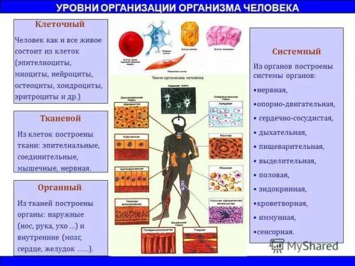 Напишите напротив каждого уровня организации их характерные особенности