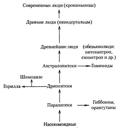 Нужна схема. возникновение и развитие человека хронология периодов. архантропы, хомо сапиенс и т.д