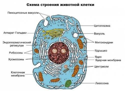 Нарисуйте животную клетку , умоляю 10