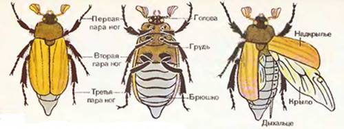 На груди жука найди две пары крыльев переднюю пару или на крылья и заднюю пару перепончатые крылья