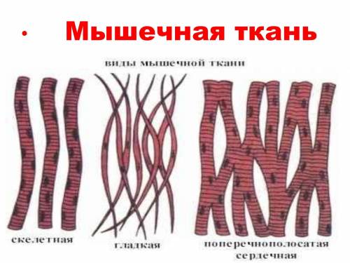 Биология 8 класс лабораторная работа номер 2 тема клетки и ткани под микроскопом