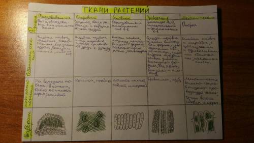 Билогия 6 класс пономарёва пора граф 4 до стр 24 таблица 1)вид ткани 2)строение 3)функции.