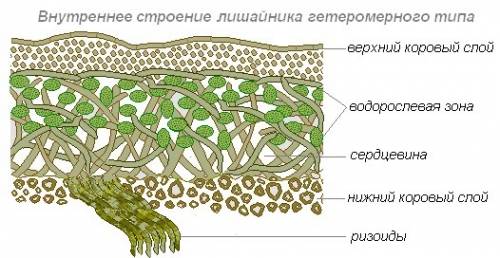 Перечислить основные слоевищя лишайника