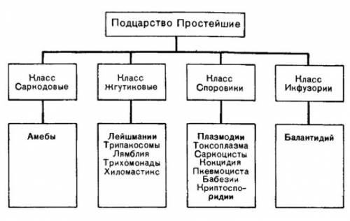 Используя дополнительную ,подготовьте сообщение о простейших-паразитах