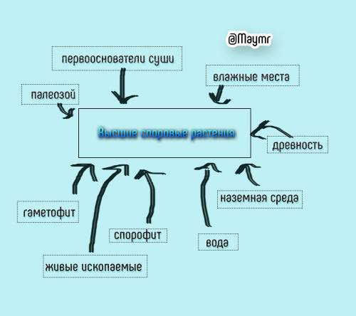 Составить кластер по теме высшие споровые растения