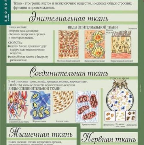 Надо . конспект по биологии 7 класс на тему ткани.