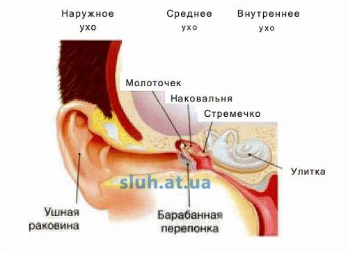 Составить паметку,, как устроено ухо человека