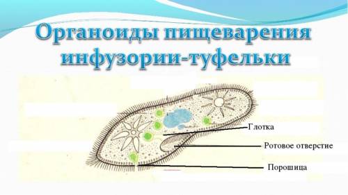 Постоянное место удаления остатков непереваренной пищи из названных организмов имеют: а) амеба дизен