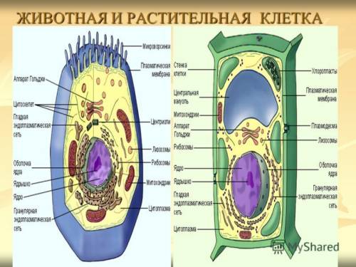 Определите растительную и животную клетки