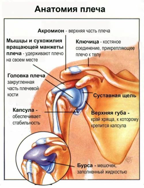 Какие кости образуют плечевой сустав