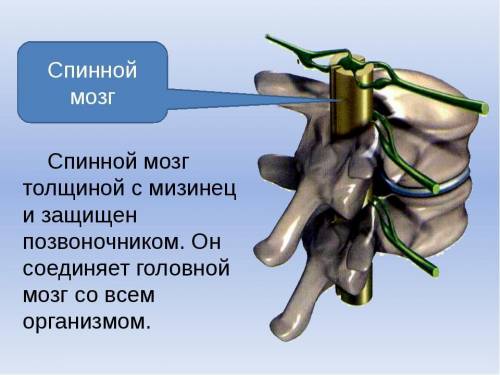 Что защищает от повреждений спинной мозг?