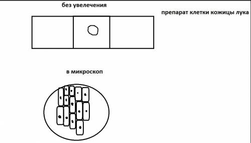 Зарисуйте внешний вид препаратов без увеличения и с увеличением (просто скиньте варианты что можно з