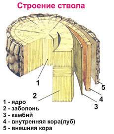 Строение дерева и какая часть часть дерева питает крону. самый быстрый и правильный ответ отмечу луч