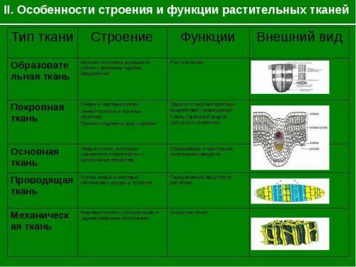 Выпиши в схему названия растительных тканей