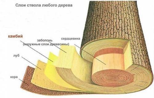 Из каких слоев состоит 1)кора дерева 2)кожа человека