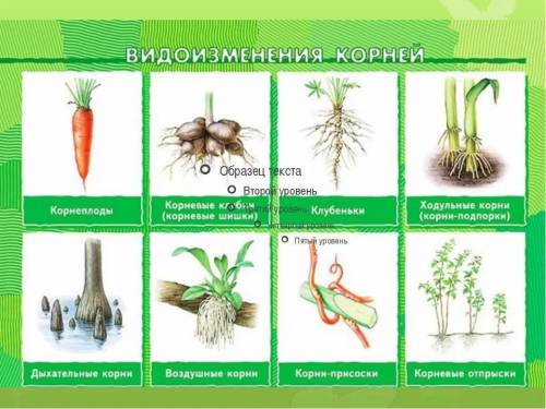 Какие существуют видоизменение корней? какие функции они выполняют?